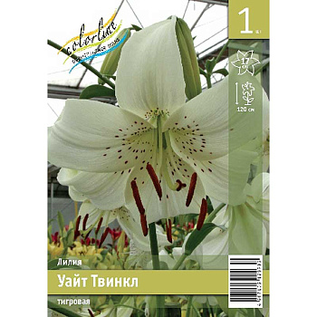Лилия Уайт Твинкл 12/14 1 Эконом шт 