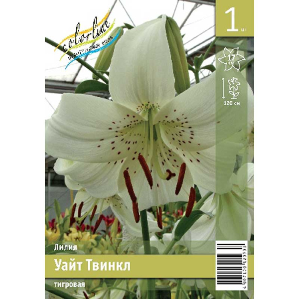 Лилия Уайт Твинкл 12/14 1 Эконом шт 