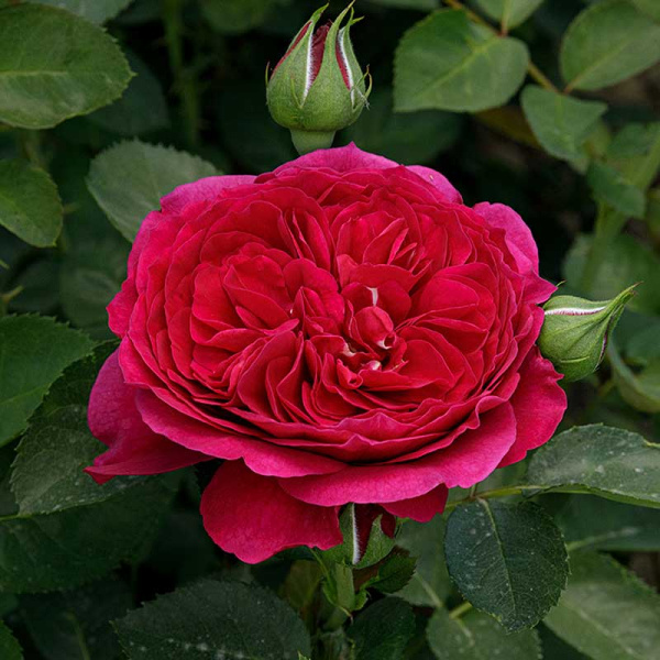 Роза шраб Фальстаф (английская) Садовита