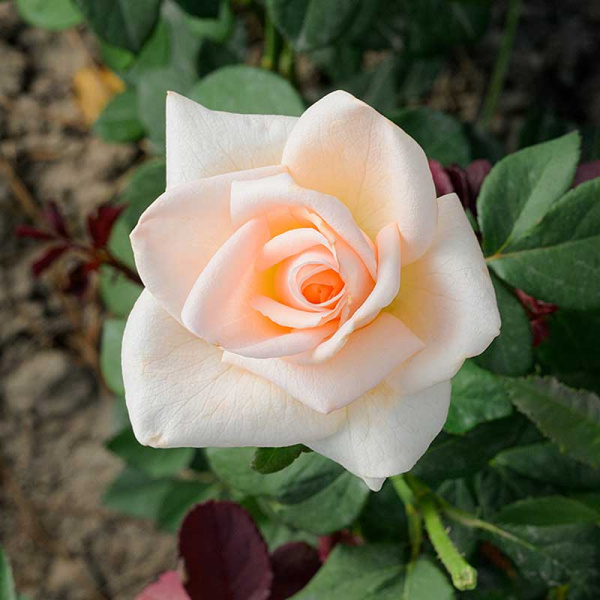 Роза чайно-гибридная Осиана Садовита