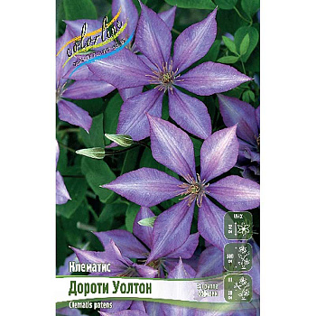 Клематис Дороти Уолтон I 2 шт