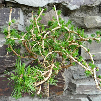 Лиственница Европейская Комарек Гексе C3 25-30cm