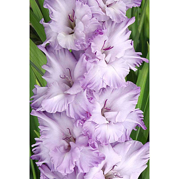 Гладиолус Голубой Топаз 8/10 5 шт, Садовита 