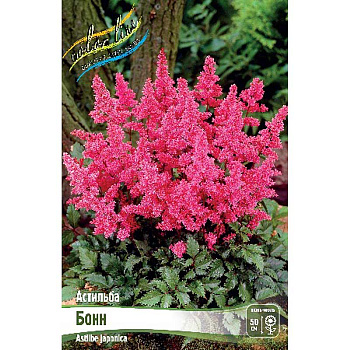 Астильба Бонн 2/3 n 1 шт