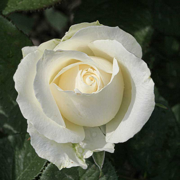 Роза чайно-гибридная Аваланч Садовита