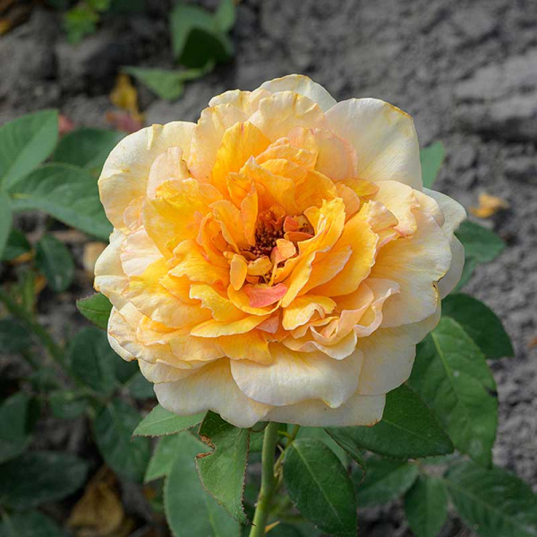 Роза Шраб София Ренессанс Садовита