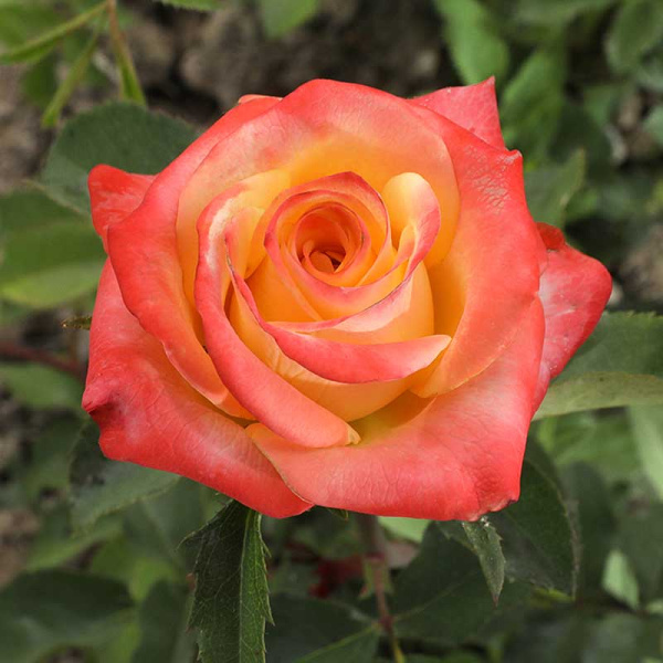 Роза Чайно-гибридная Фарфала Садовита