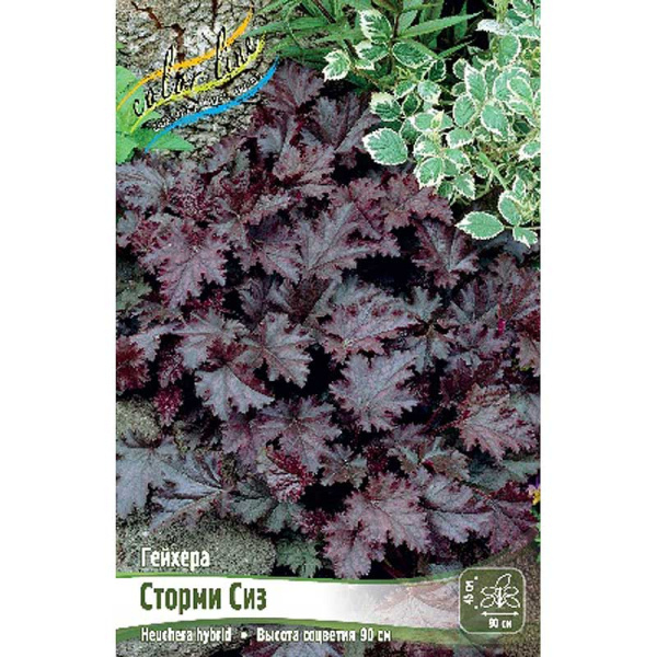 Гейхера Сторми Сиз I 1 шт