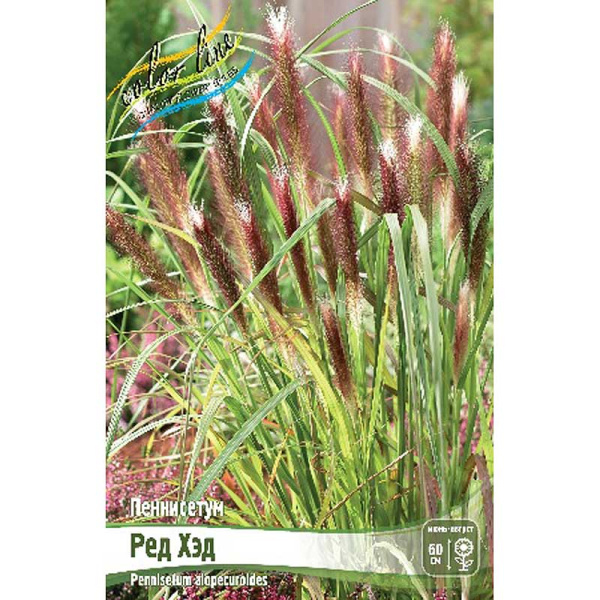 Пеннисетум Ред Хэд 2/3 2 шт