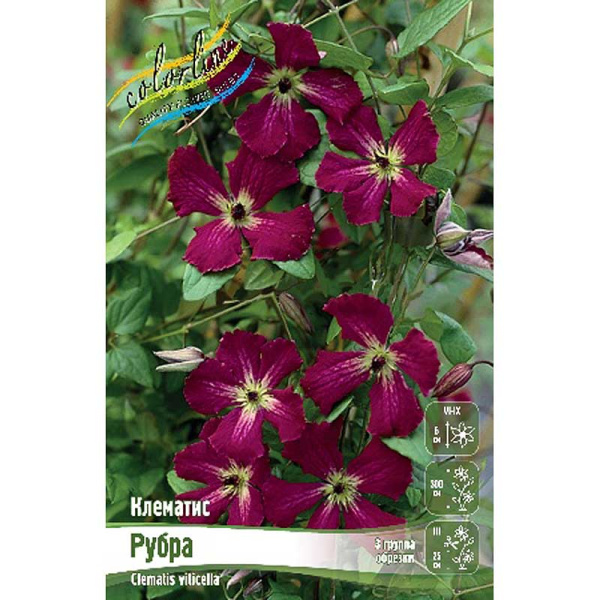 Клематис Рубра I 2 шт