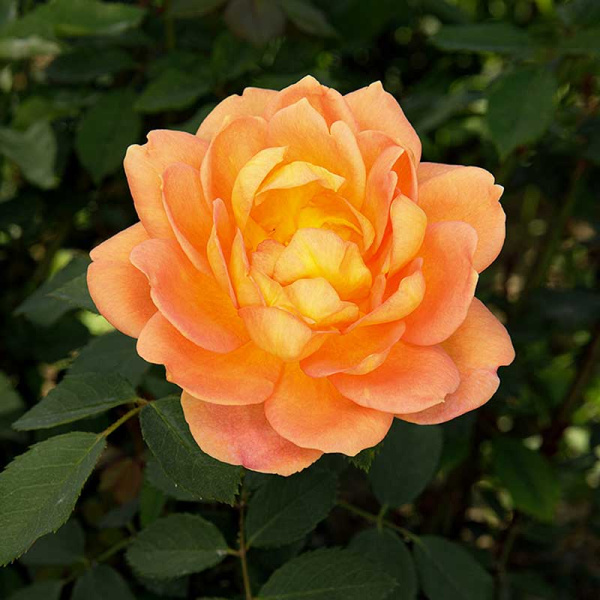 Роза шраб Леди Эмма Гамильтон (Английская) Садовит