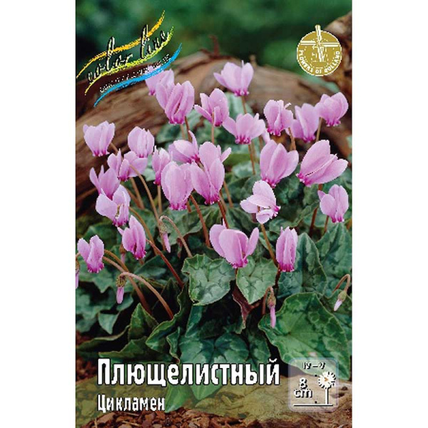 Цикламен Плющелистный 15/20 25 шт Шоу-Бокс 9236