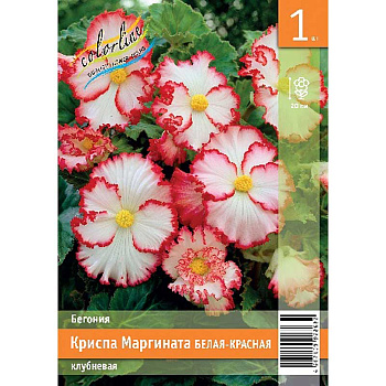Бегония Криспа Маргината Белая-Красная 5/6 1 Эконом шт 
