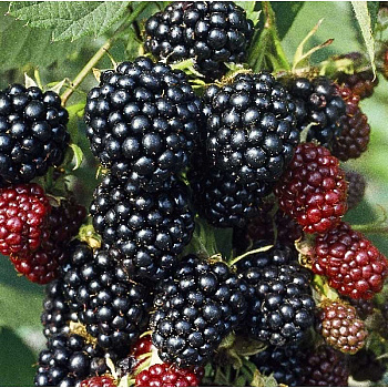 Ежевика Кустистая Торнлесс Эвергрин P9