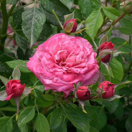 Роза Спрей Маргарита Садовита