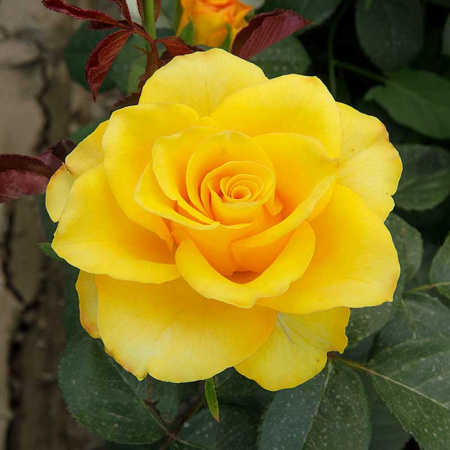 Роза Флорибунда Фрезия Садовита