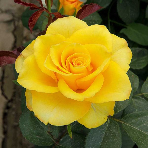 Роза Флорибунда Фрезия Садовита