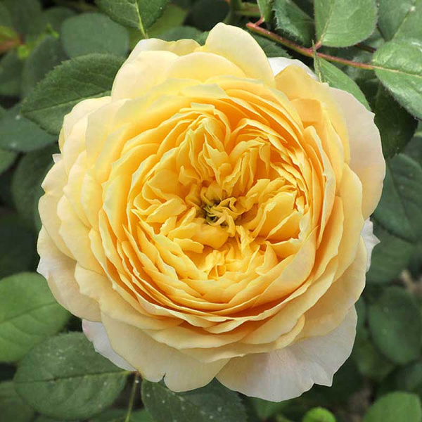 Роза шраб Шарлотта (английская) Садовита