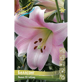 Лилия Беллсонг 12/14 25 шт Биг-пак 10456