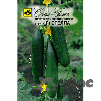 Огурец Стелла Семко Ц