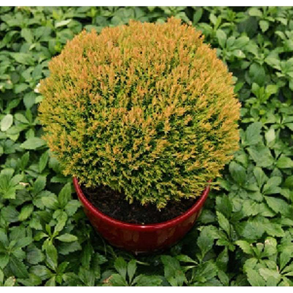 Туя Западная Анниек P9 15-20