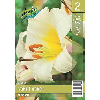Лилия Уайт Планет 12/14 2 Эконом шт