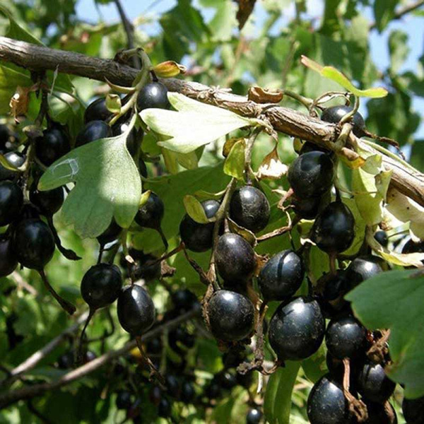 Смородина золотистая Подарок Ариадне Садовита