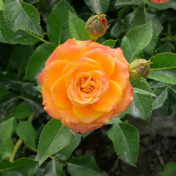 Роза спрей Топ Маркс Садовита