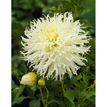 Георгина Цуки-Йори-Ношиша 1 шт