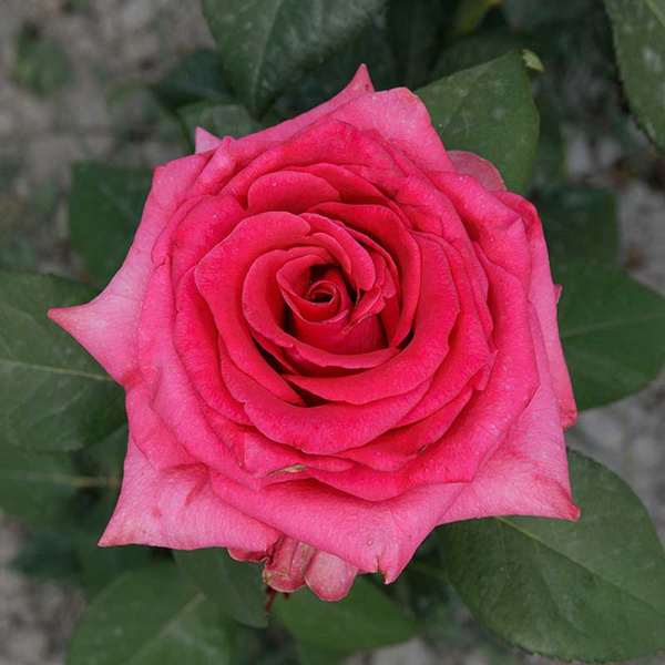 Роза чайно-гибридная Равель Садовита