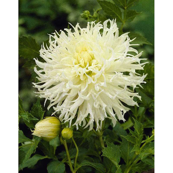 Георгина Цуки-Йори-Ношиша 1 шт