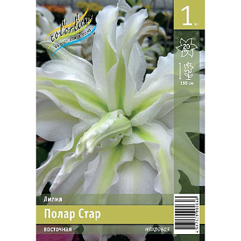 Лилия Полар Стар 12/14 1 Эконом шт