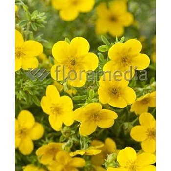 Лапчатка Кустарниковая Голдфингер P9 шт