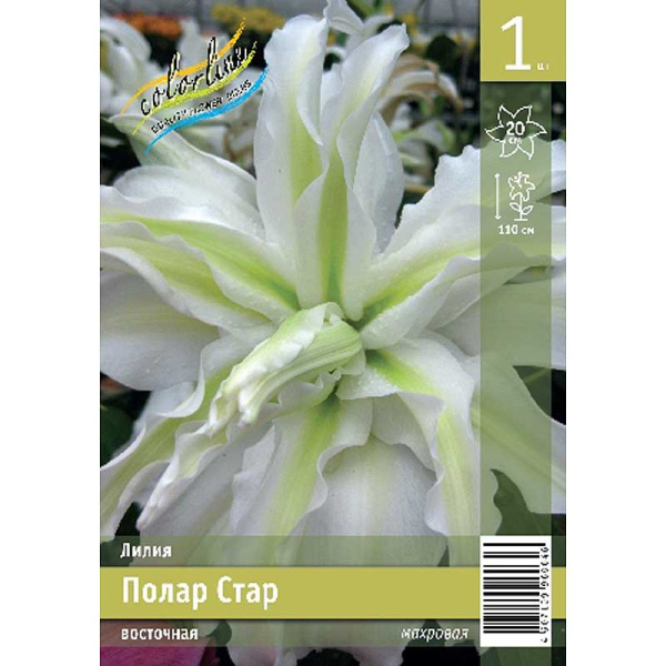 Лилия Полар Стар 12/14 1 Эконом шт