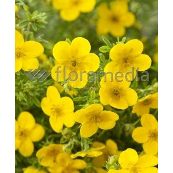 Лапчатка Кустарниковая Голдфингер P9 шт