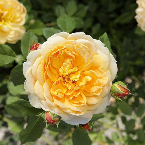 Роза шраб (английская) Голден Селебрейшн Садовита