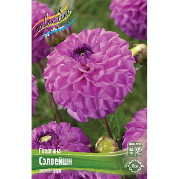 Георгина Сэлвейшн I 1 шт