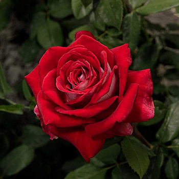 Роза чайно-гибридная Осирия Садовита