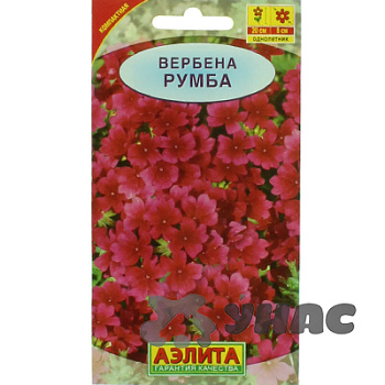Вербена Румба Аэлита Ц 