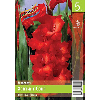 Гладиолус Хантинг Сонг 10/12 5 Эконом шт