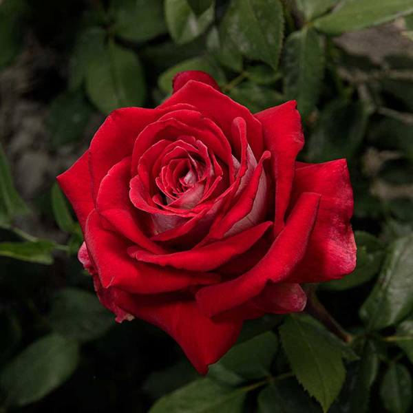 Роза чайно-гибридная Осирия Садовита