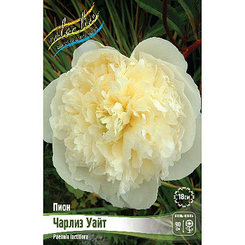 Пион Чарлиз Уайт 2/3 n 1 шт 
