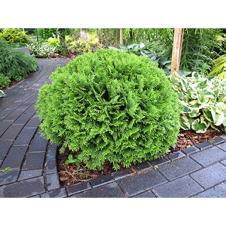 Туя Thuja Occidentalis Danica P9 ,шт Садовита 9355