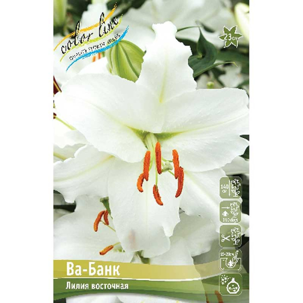 Биг-Пак Лилия Ва-Банк 14/16 25 шт 