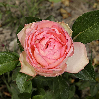 Роза флорибунда Стефани Баронин цу Гуттенберг Садо