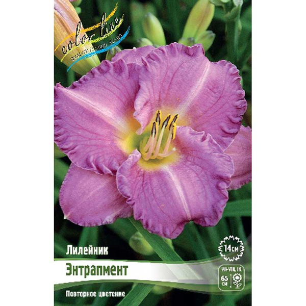 Лилейник Энтрапмент I 1 шт 