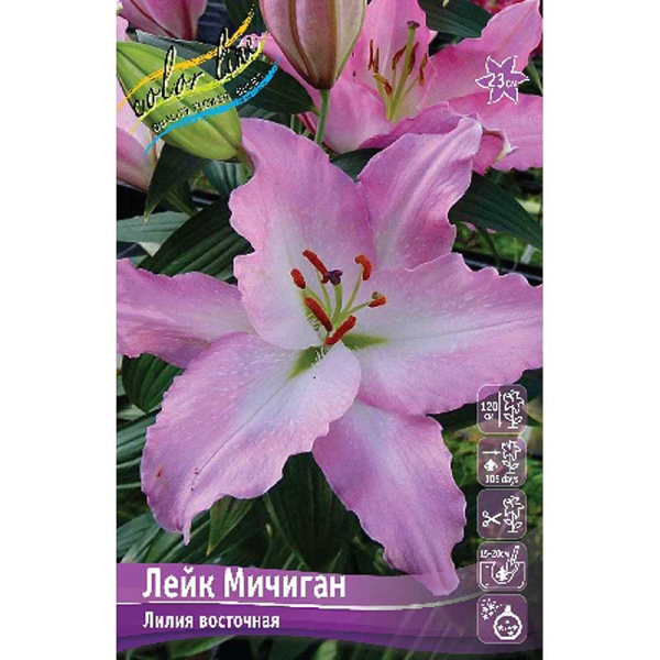 Лилия Лейк Мичиган 12/14 5 шт 