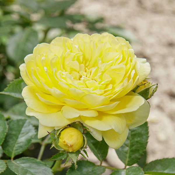 Роза флорибунда Анни Дюпрей Садовита