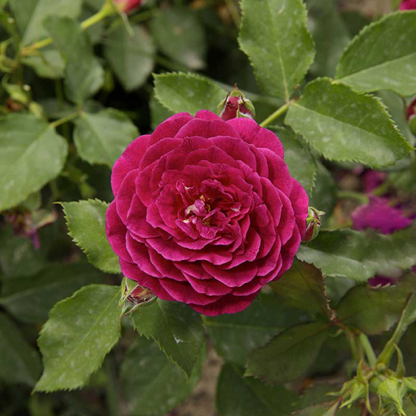 Роза флорибунда Эбб Тайд Садовита