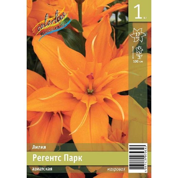 Лилия Регентс Парк 12/14 1 Эконом шт 